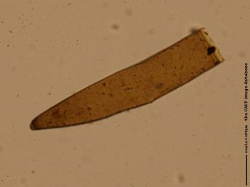 S082 10x.jpg